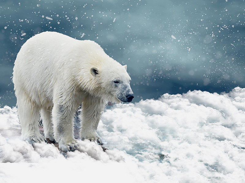 2019.4.16加拿大巴芬岛北极熊探险之旅