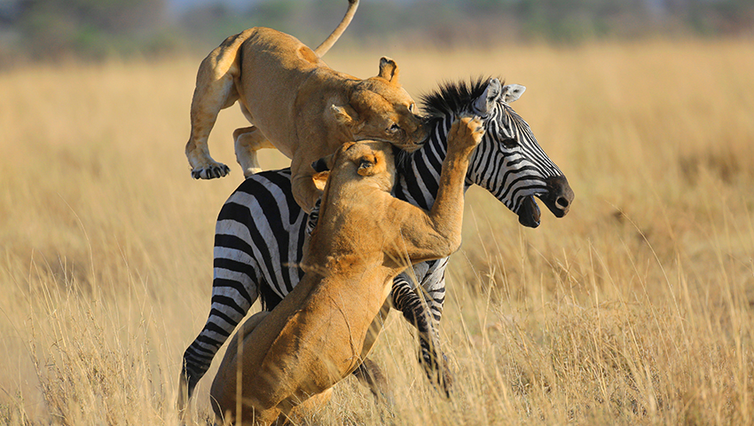 2019.8.23肯尼亚+坦桑尼亚动物大迁徙高级摄影团