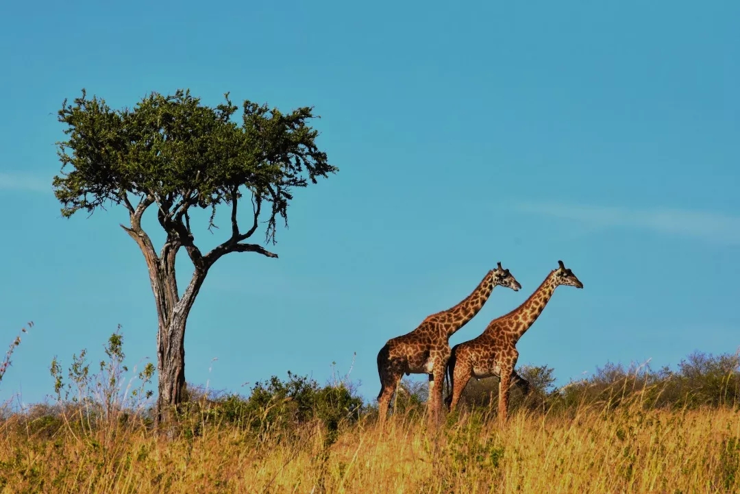 坦桑尼亚——青山之下 野兽逡巡