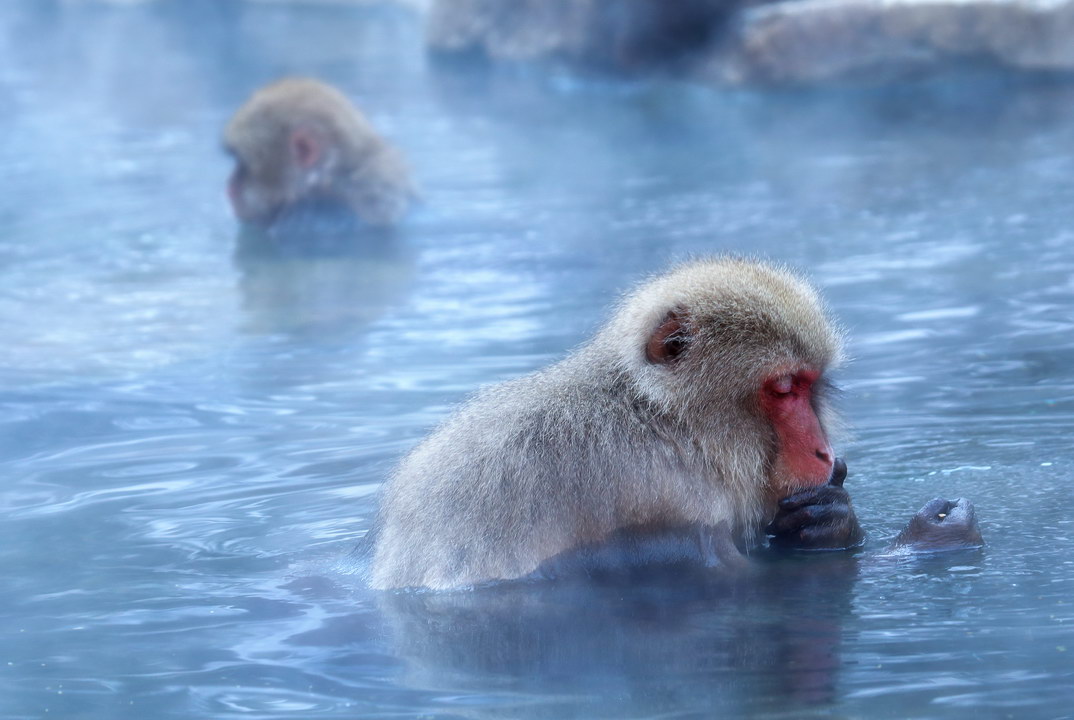 2024.2.21 日本猴子泡温泉+北海道仙鹤、海雕摄影团