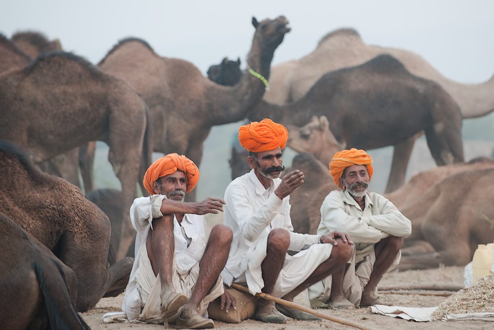 印度骆驼节摄影之旅