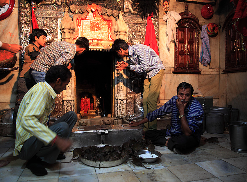 不可思议的印度——老鼠庙