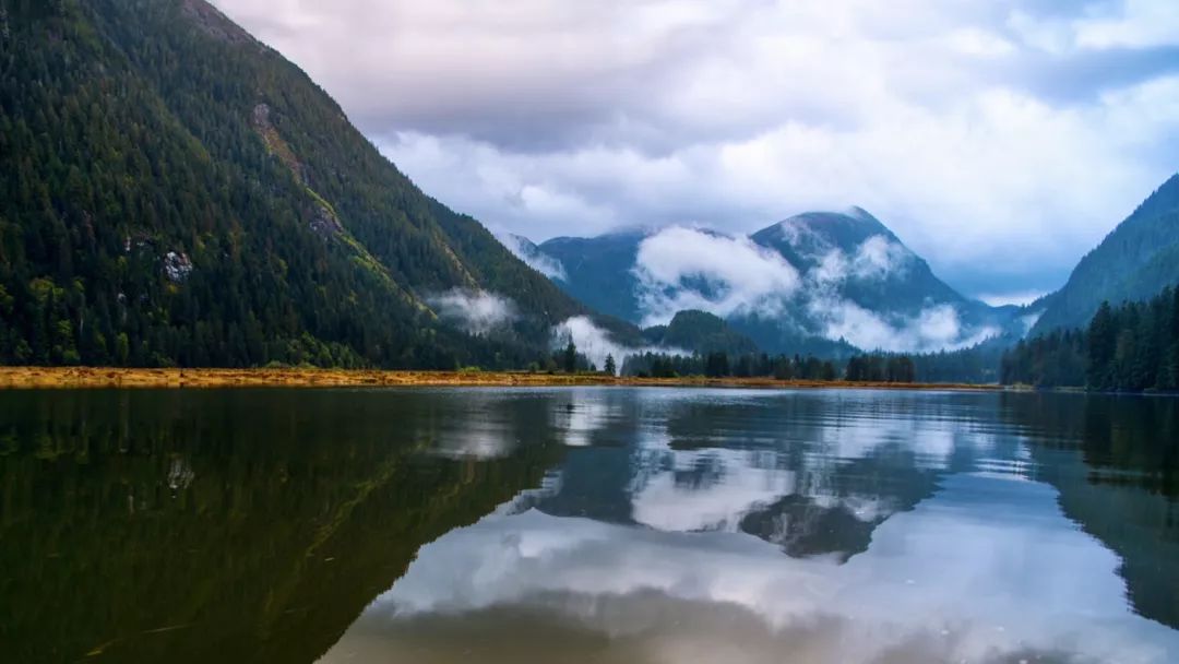 大熊雨林（The Great Bear RainForest）：白灵熊，珍惜如大熊猫