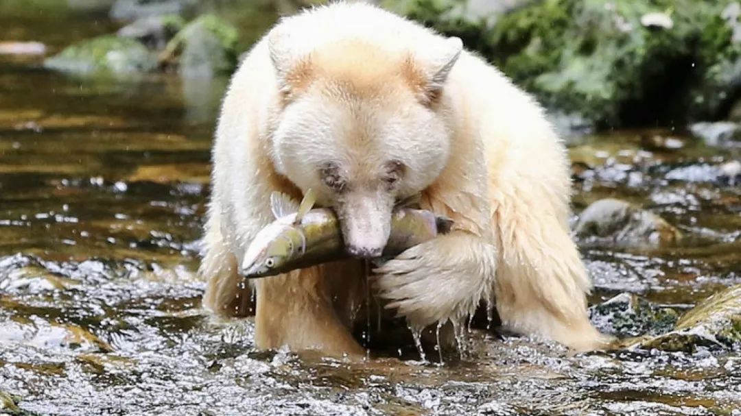 大熊雨林（The Great Bear RainForest）：白灵熊，珍惜如大熊猫