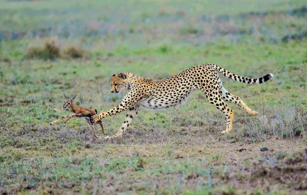 如果你在坦桑尼亚Safari时猎豹跳进车子里