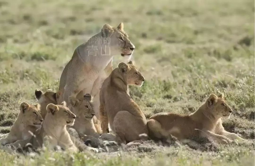 如果你在坦桑尼亚Safari时猎豹跳进车子里