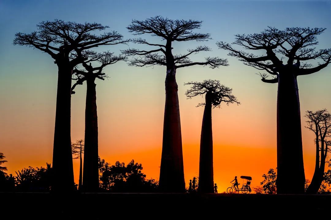 马达加斯加：非洲表情，生物圣地
