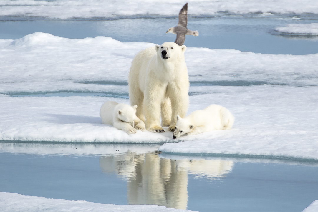 2023.8.26 北极三岛探险摄影团—斯匹次柏根 + 东格陵兰岛 + 冰岛