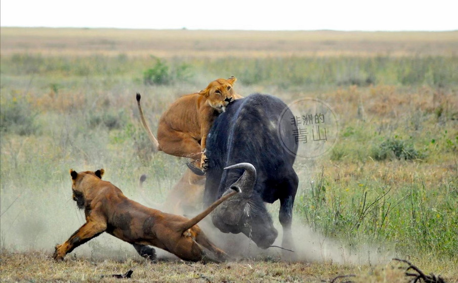 2024.1.14 坦桑尼亚野生动物Safari摄影—角马的诞生