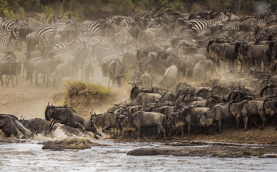 2024年7、8月肯尼亚动物大迁徙深度摄影团【吉普车】